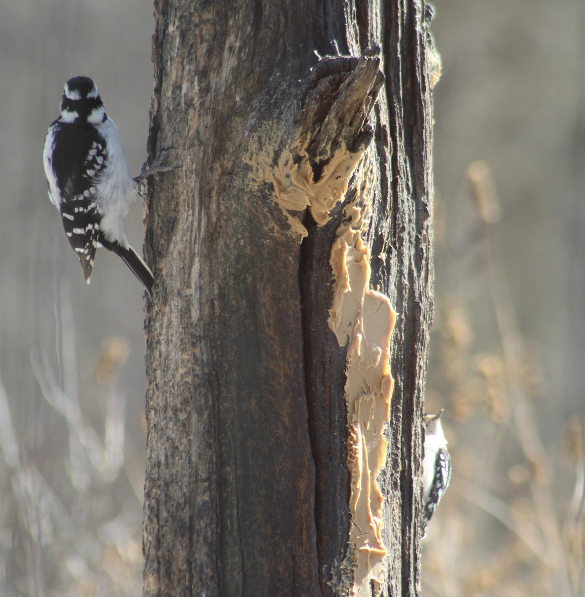 Downy Woodpecker - ML615141956