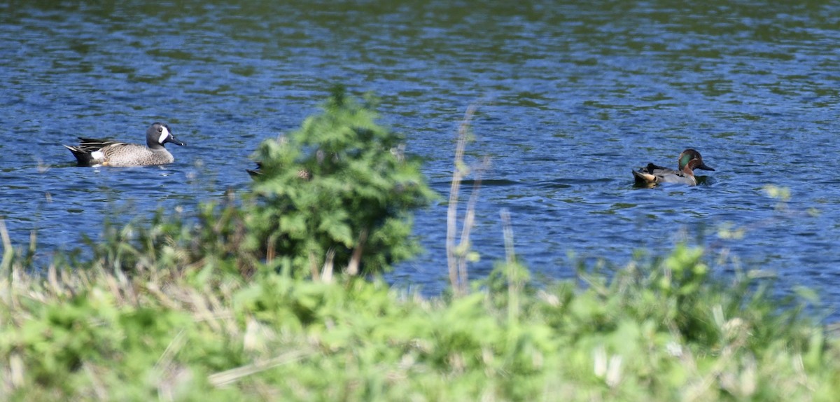 Blue-winged Teal - ML615141970