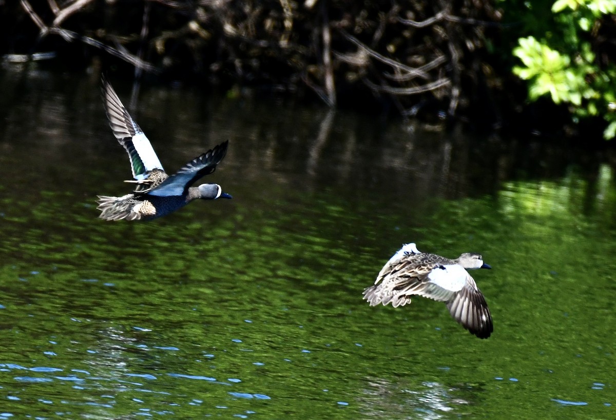 Blue-winged Teal - ML615141971