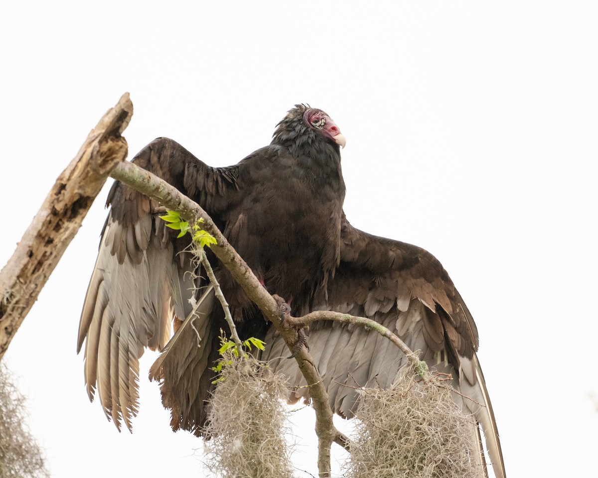Turkey Vulture - ML615141991