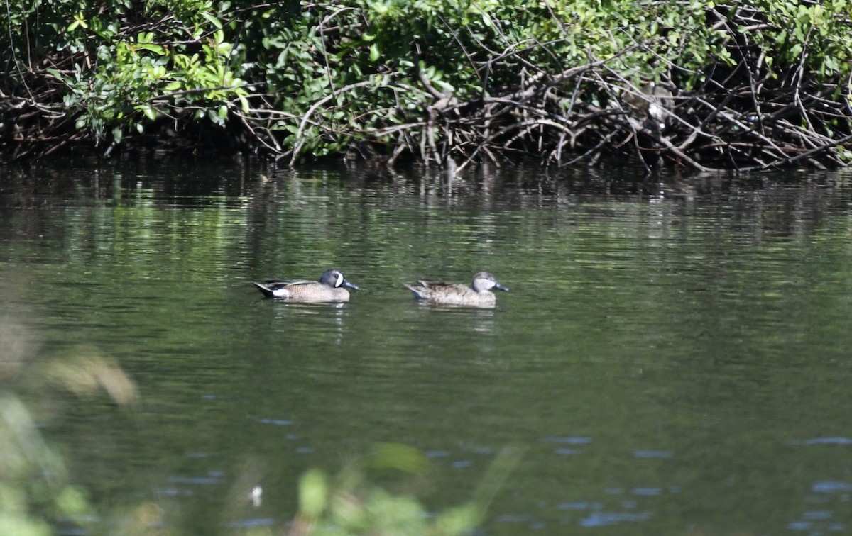 Blue-winged Teal - ML615141993