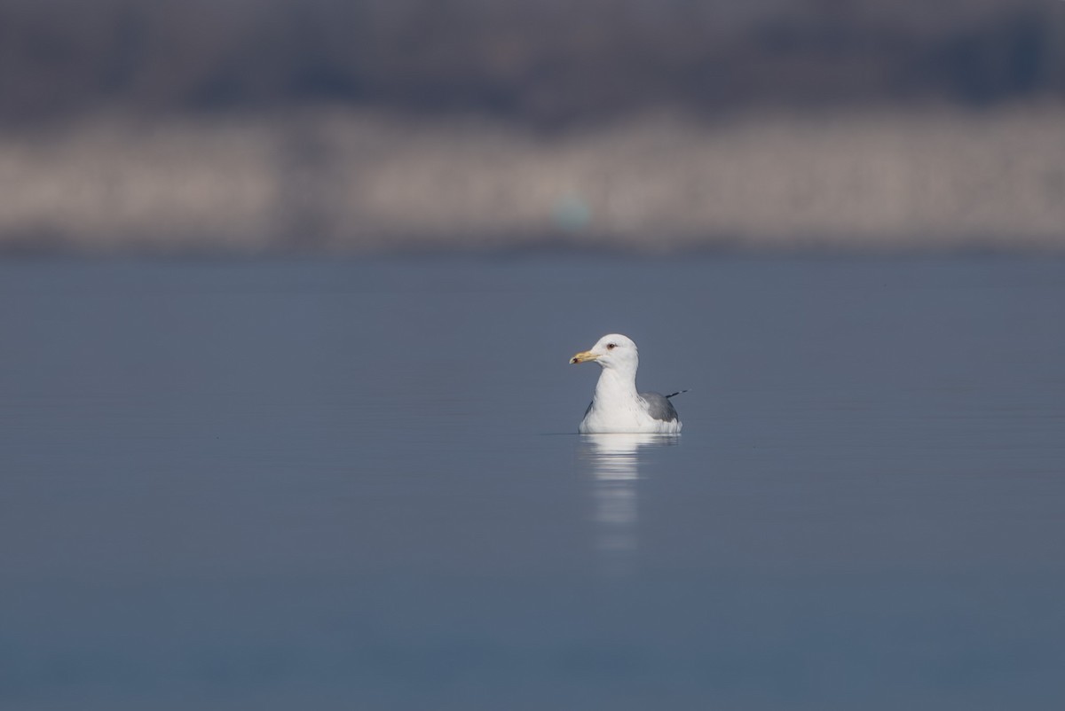 Caspian Gull - ML615142090