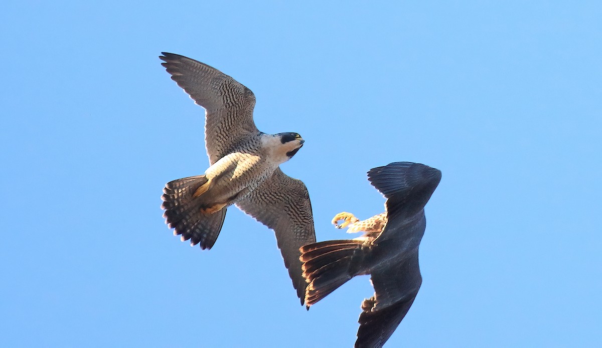 Halcón Peregrino (grupo peregrinus) - ML615142125