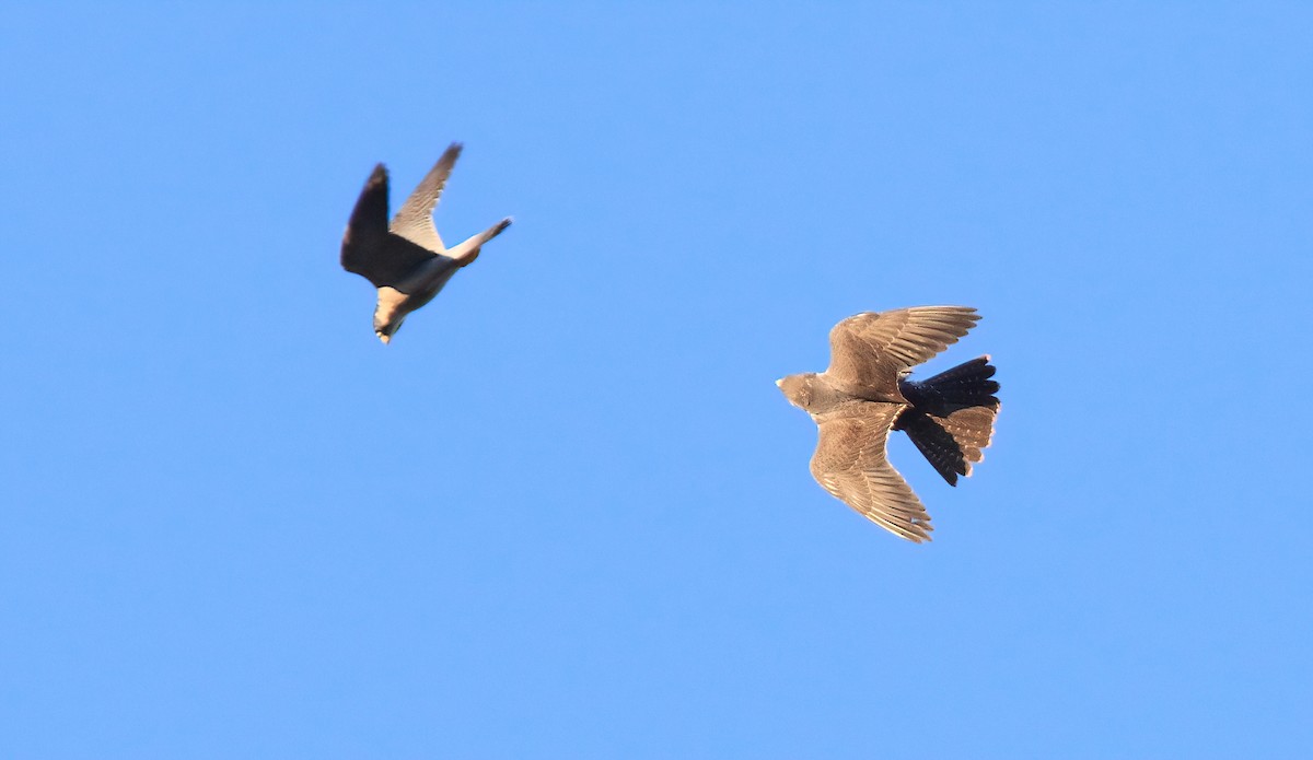 Halcón Peregrino (grupo peregrinus) - ML615142130