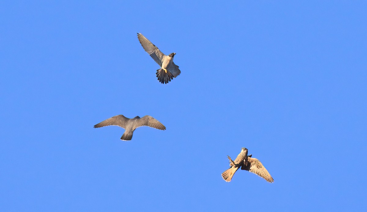 Peregrine Falcon (Eurasian) - Craig Reed