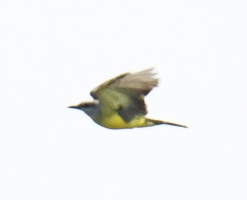 Tropical Kingbird - ML615142222