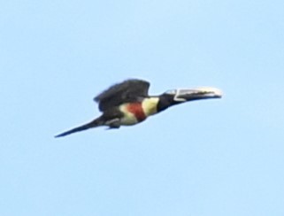 Chestnut-eared Aracari - ML615142232