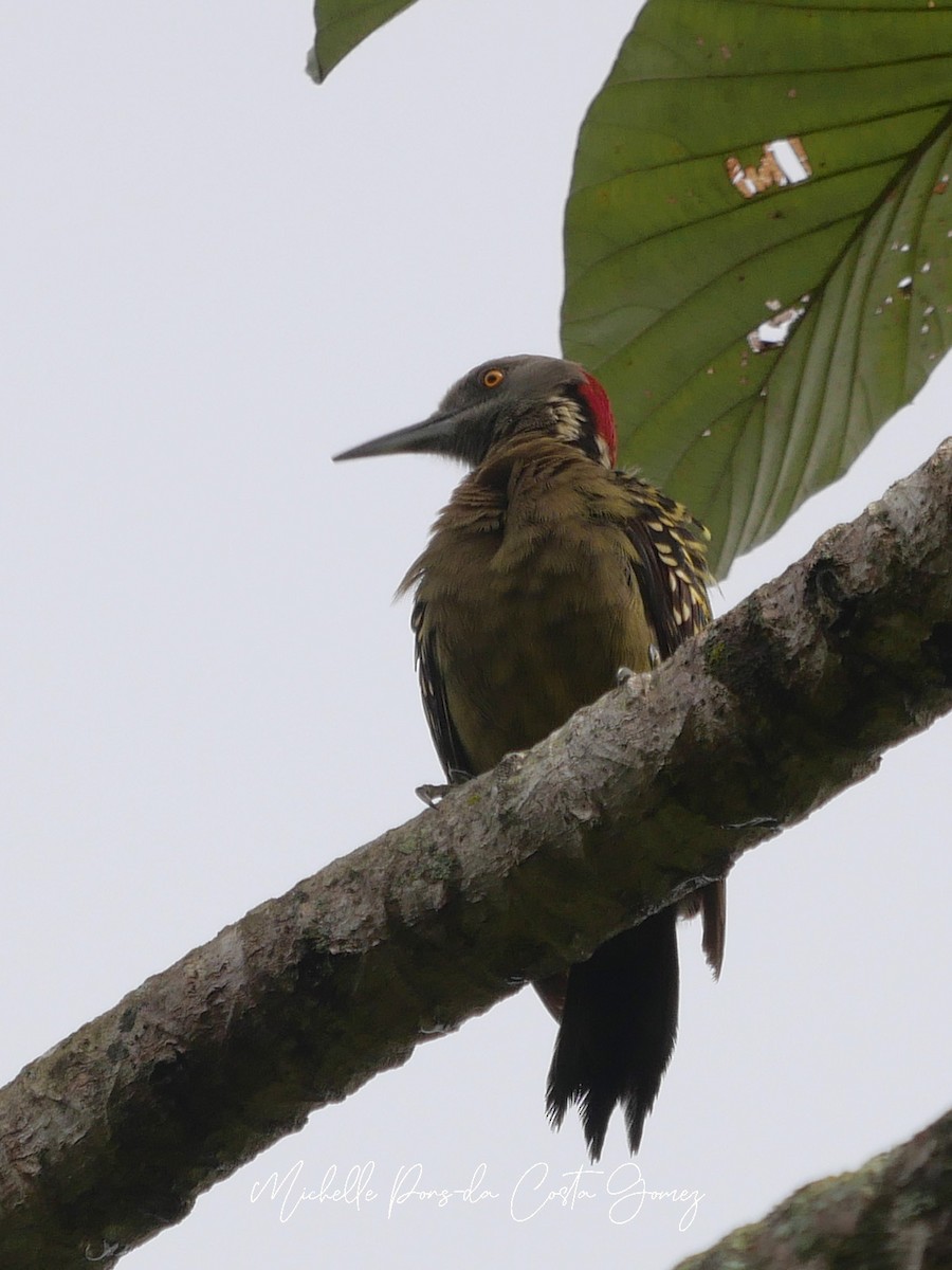 Hispaniolan Woodpecker - ML615142294
