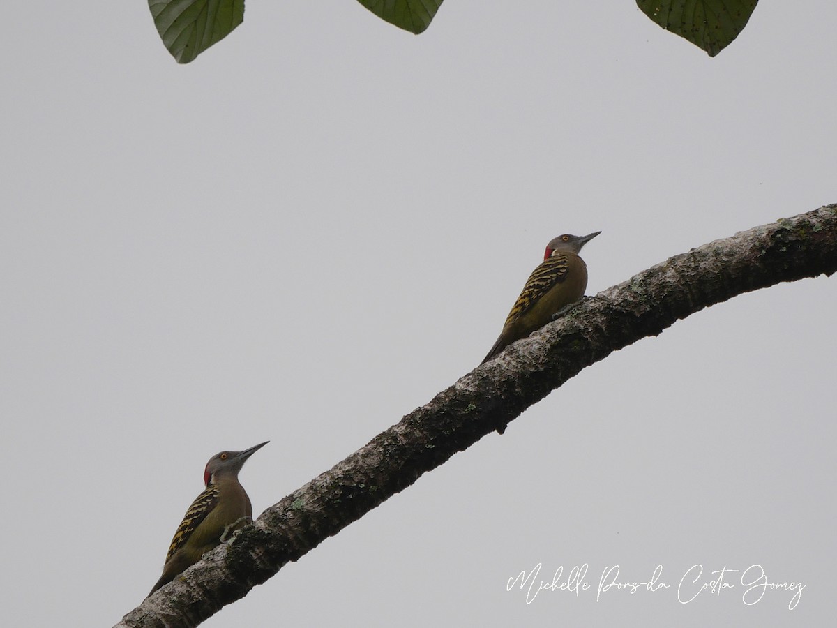 Hispaniolan Woodpecker - ML615142301