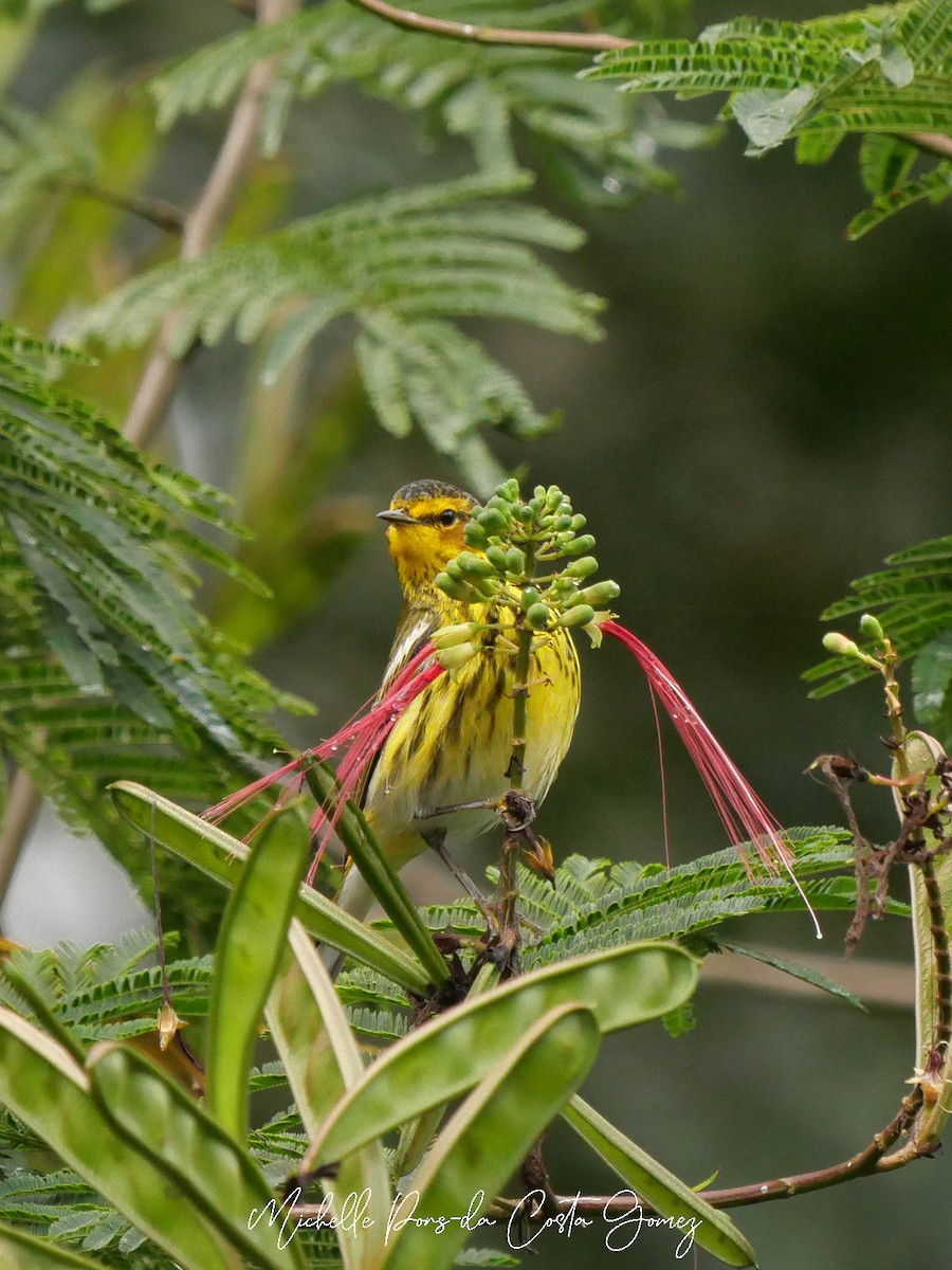 Cape May Warbler - ML615142337