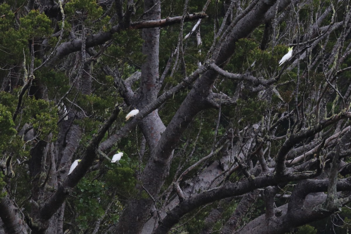 Sulphur-crested Cockatoo - ML615142445