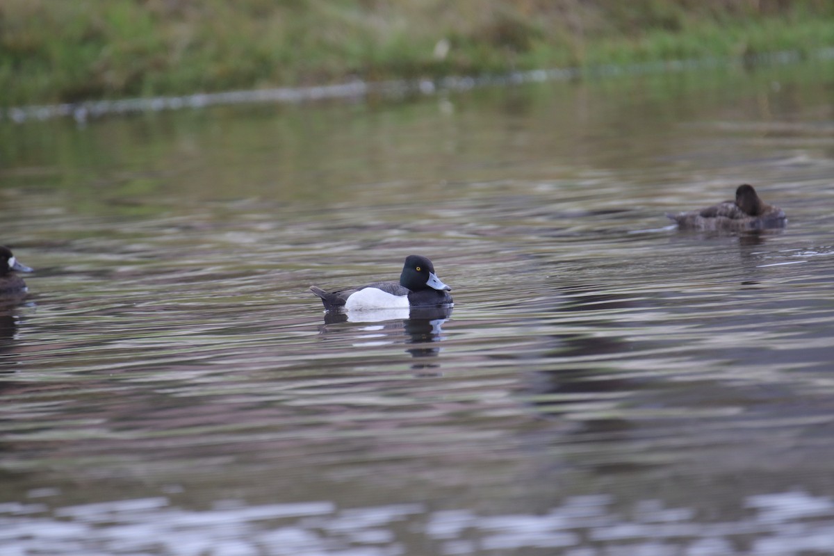 Ring-necked Duck x scaup sp. (hybrid) - ML615142530