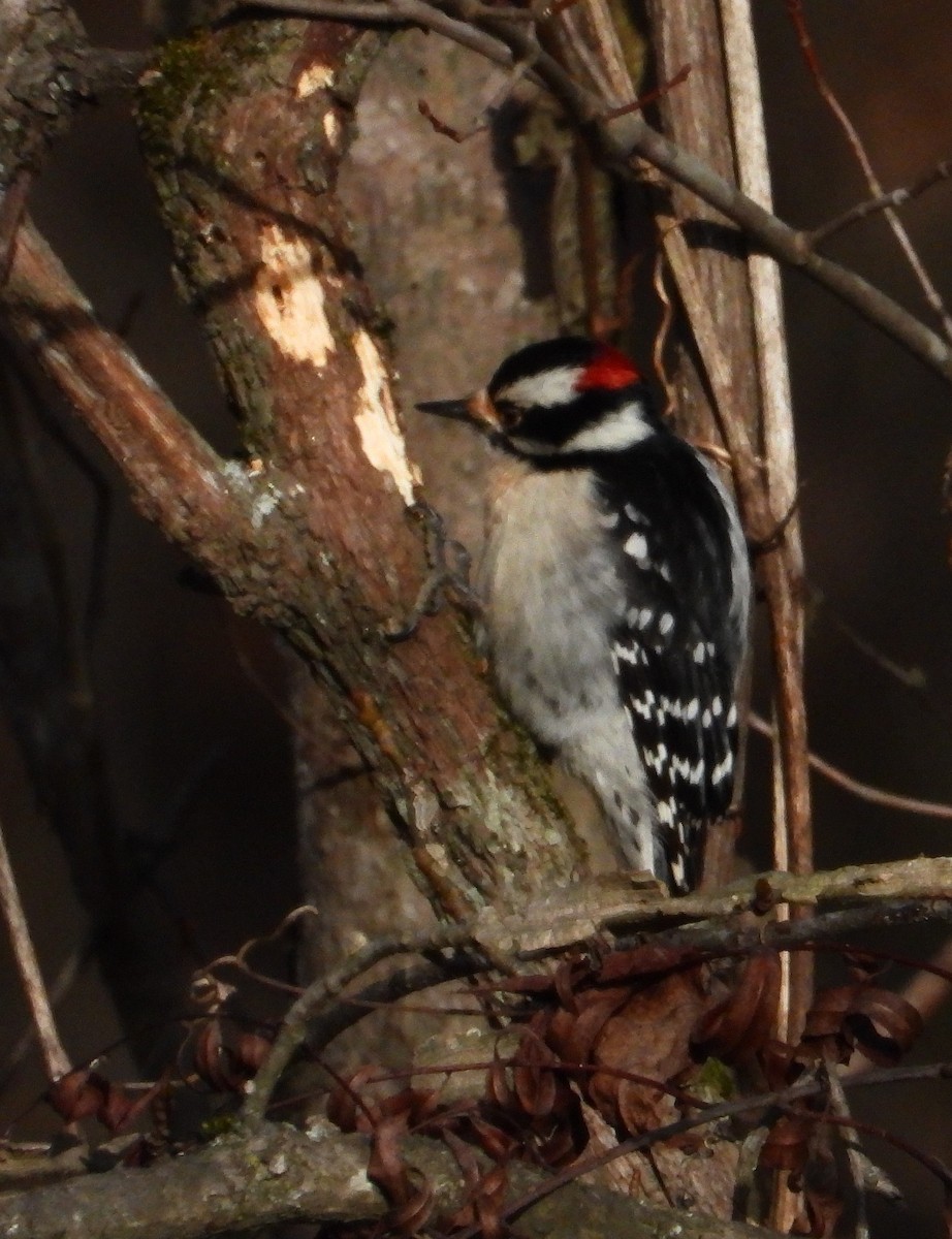 Downy Woodpecker (Eastern) - Timothy Campbell