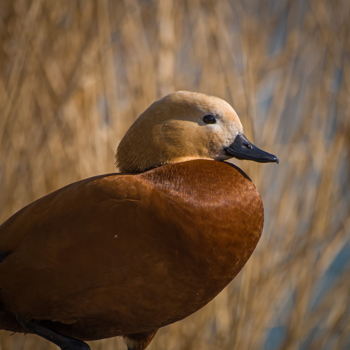 Ruddy Shelduck - ML615142582