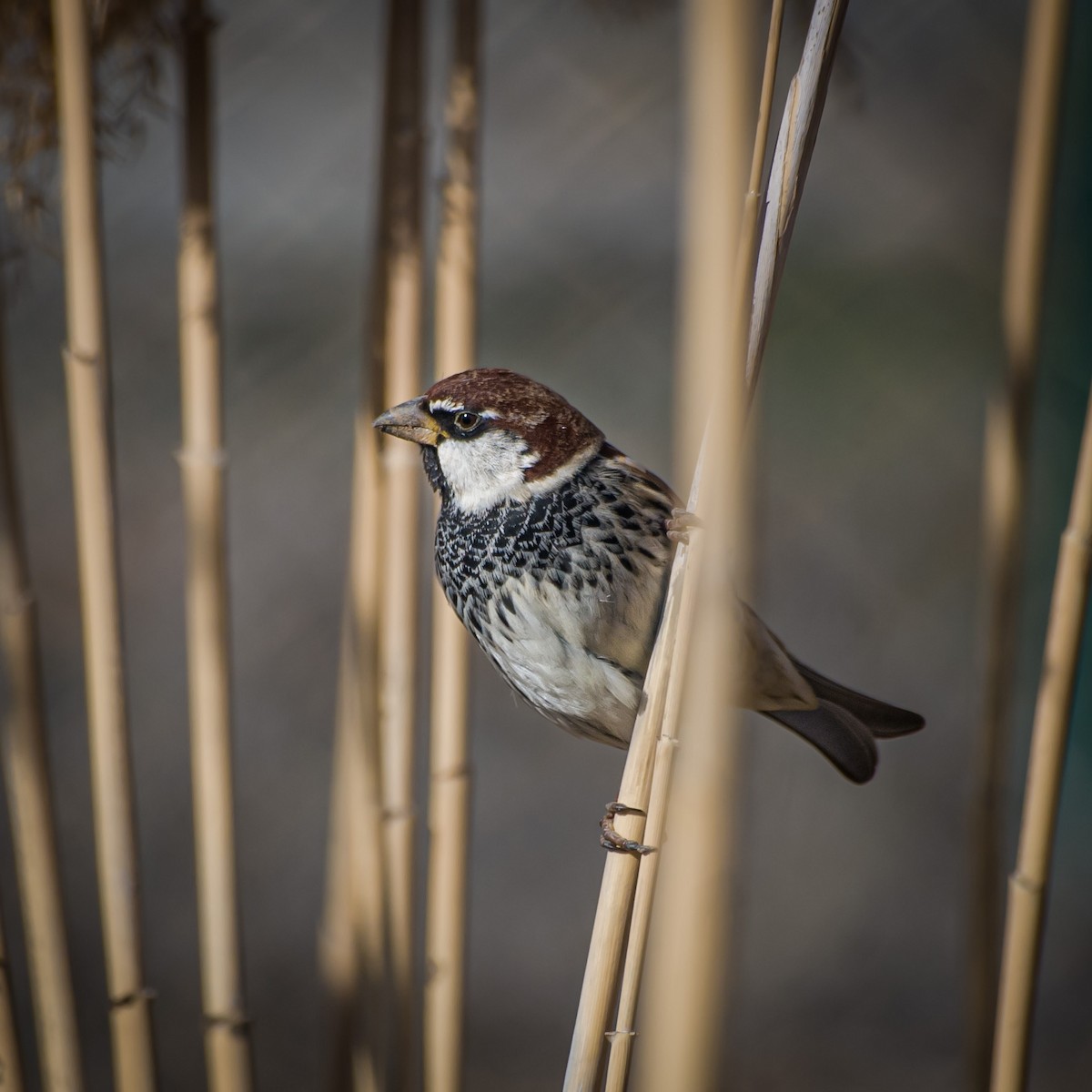 Spanish Sparrow - ML615142589