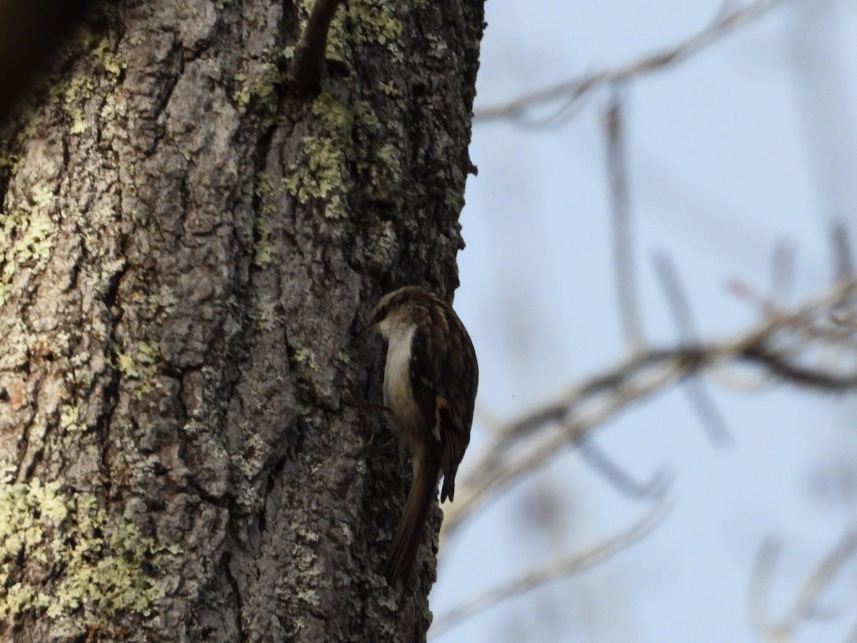 Brown Creeper - Timothy Campbell