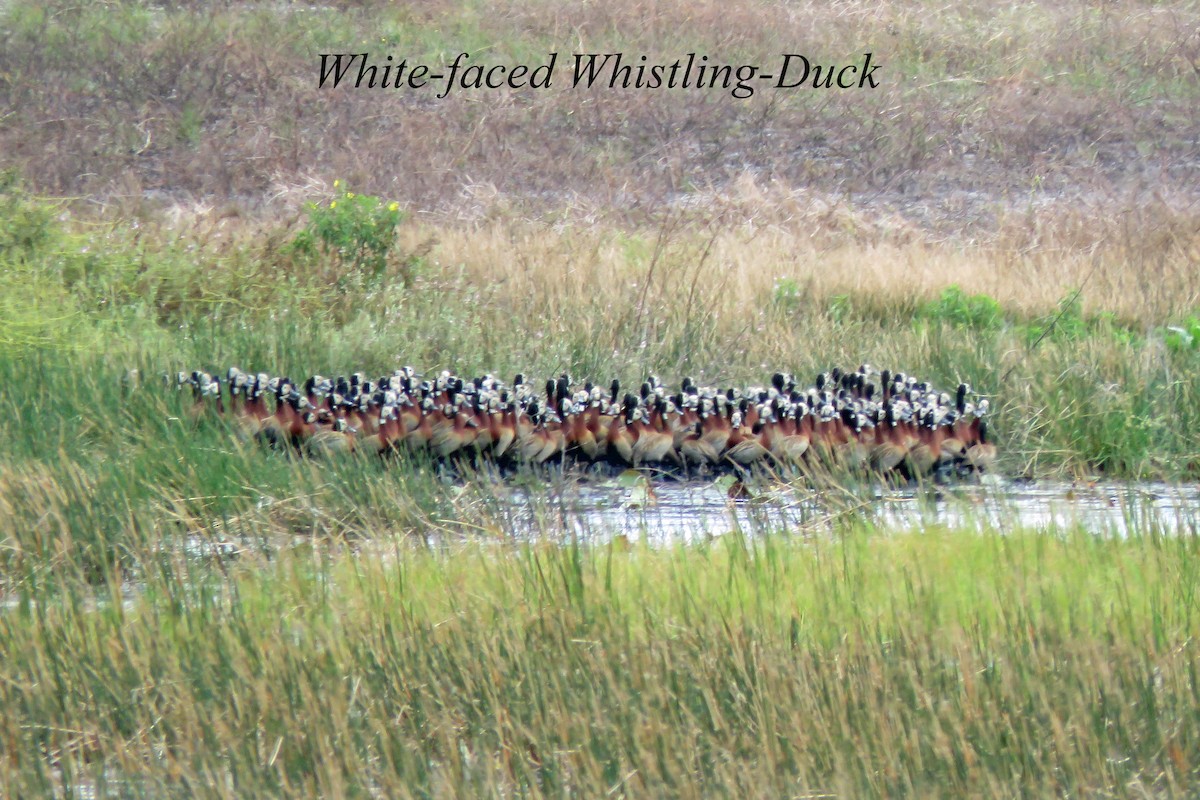 White-faced Whistling-Duck - ML615142634