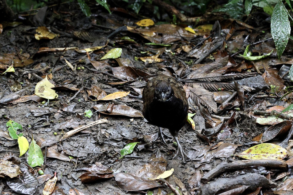 Black-breasted Wood-Quail - ML615142668