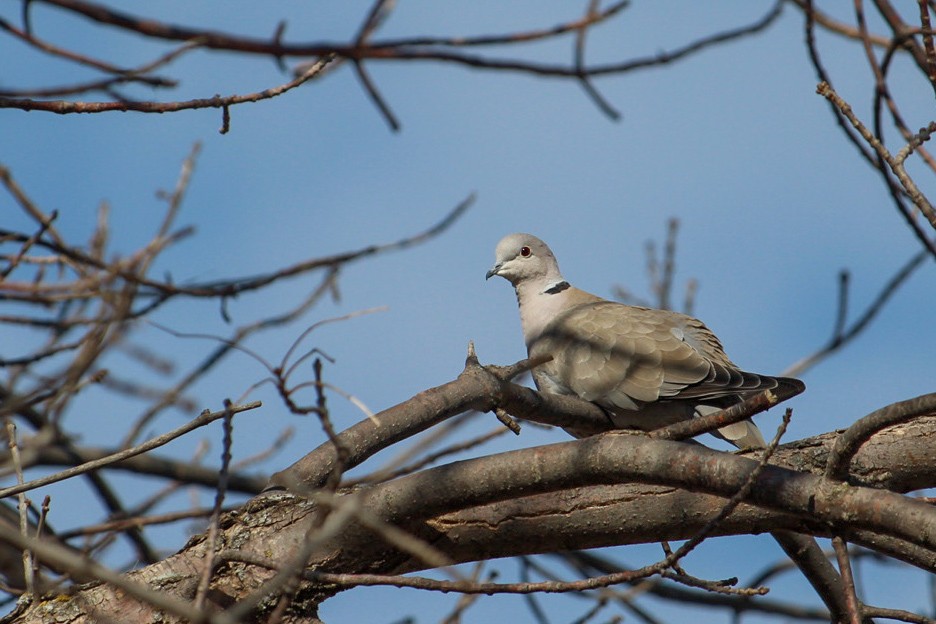 Eurasian Collared-Dove - Noah Chambers