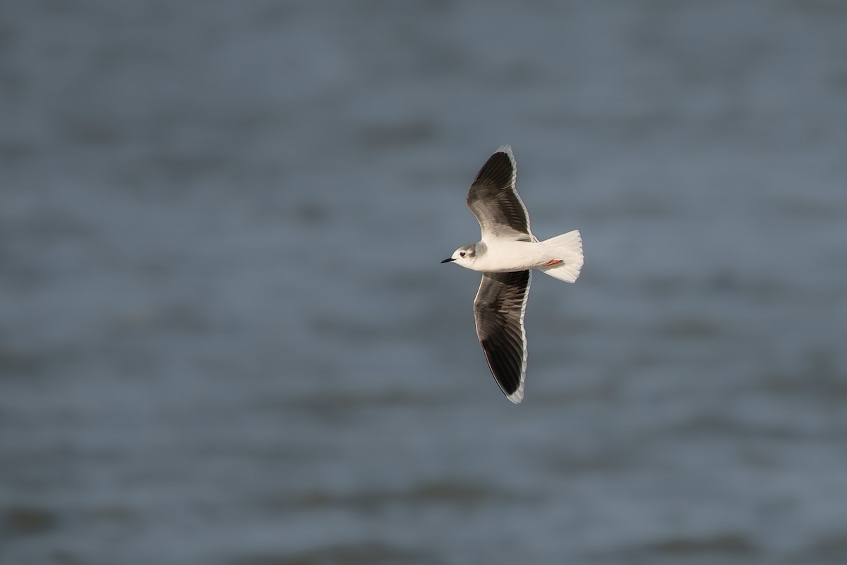 Little Gull - Xenia Louverdi