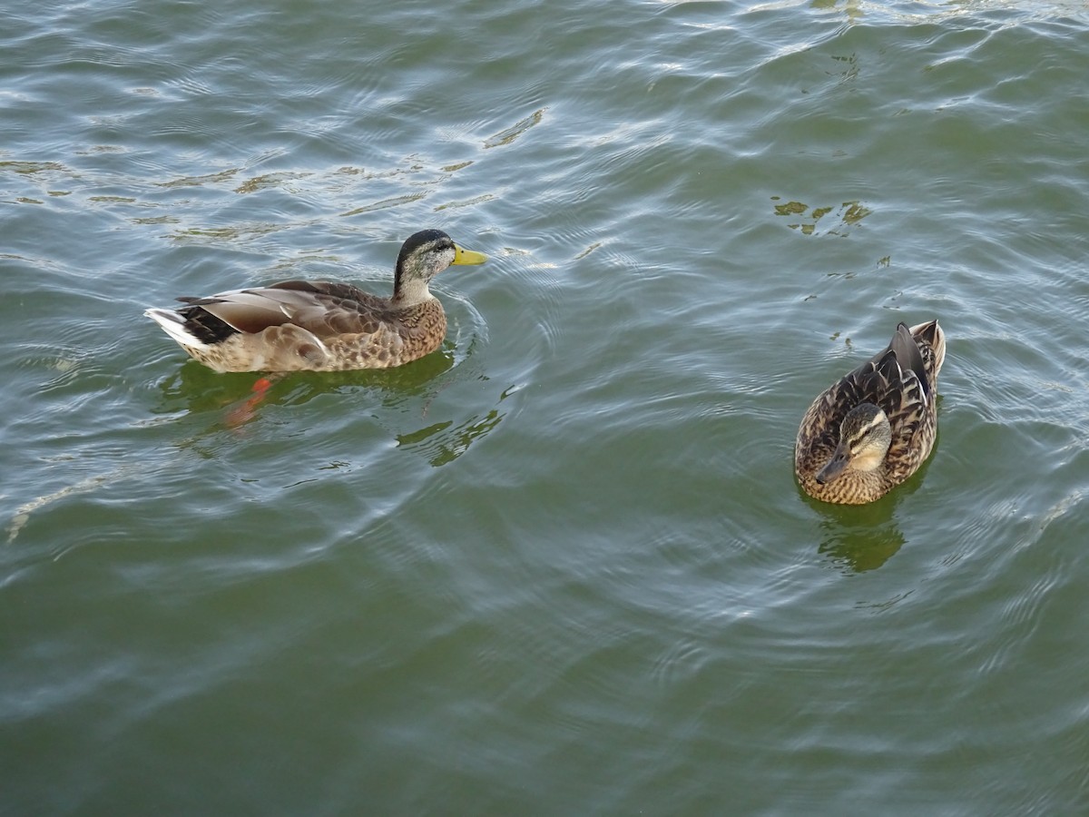 Canard colvert - ML615142774