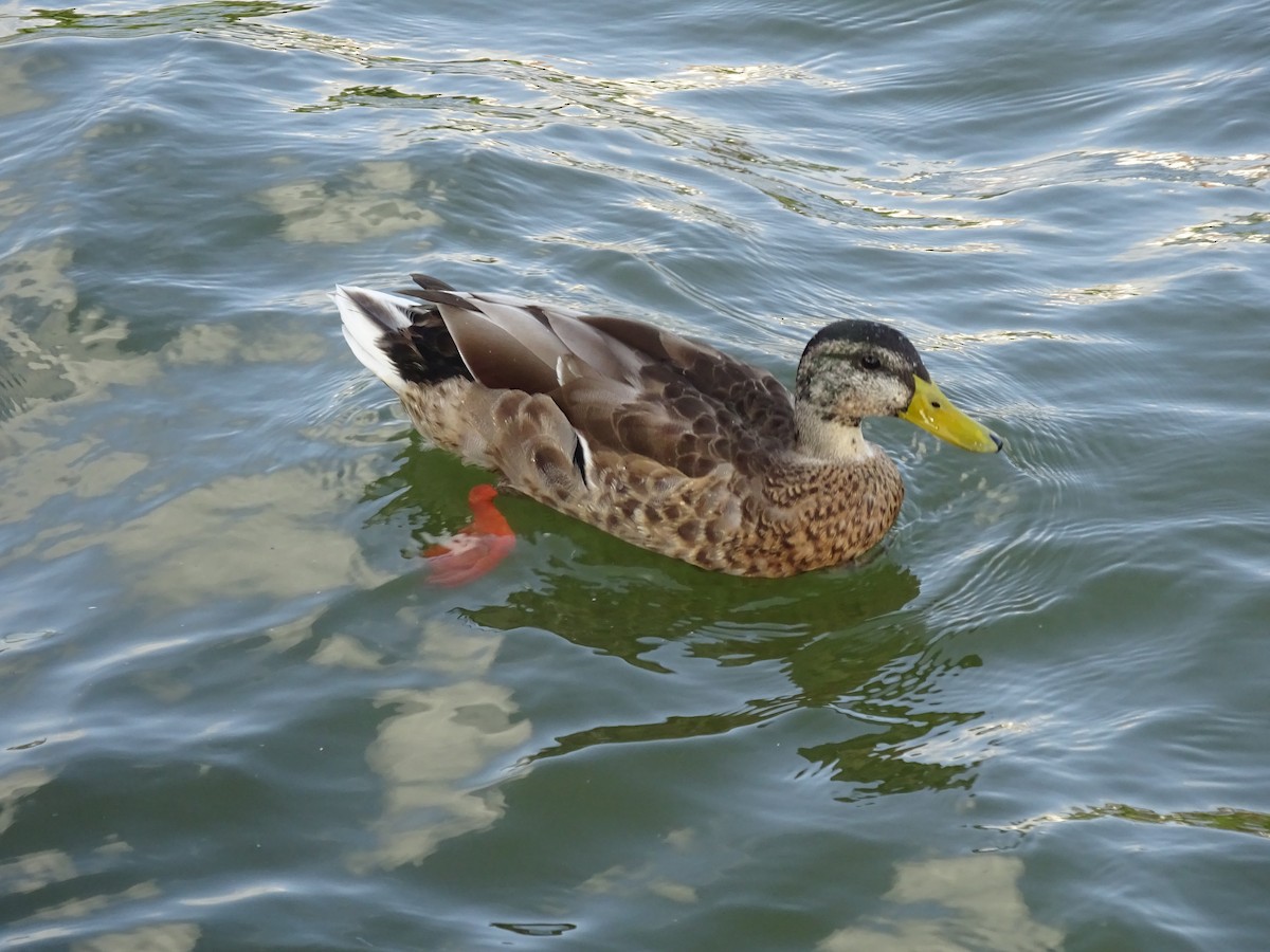 Canard colvert - ML615142775