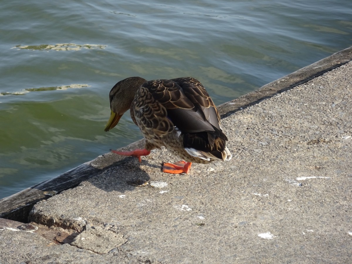 Canard colvert - ML615142776