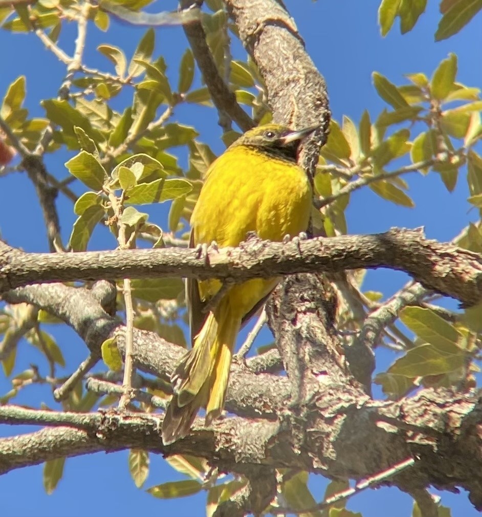 Scott's Oriole - Tristan McKnight