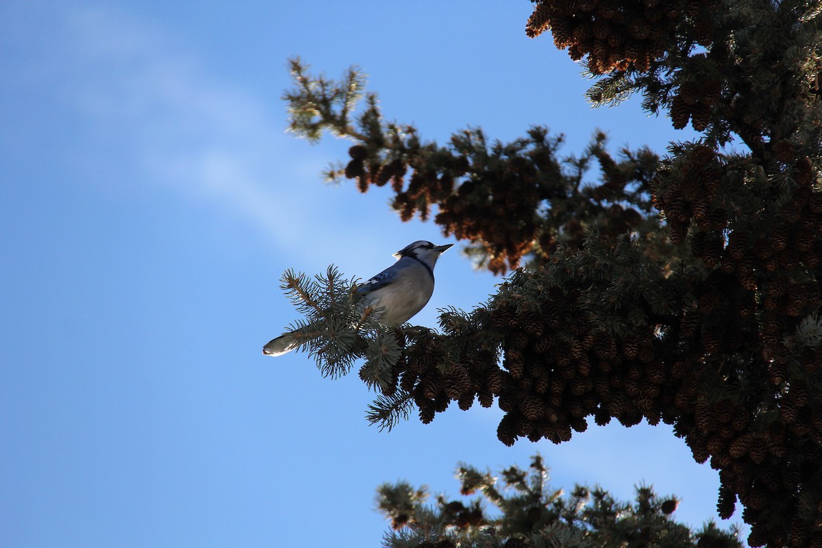 Blue Jay - Amir Said