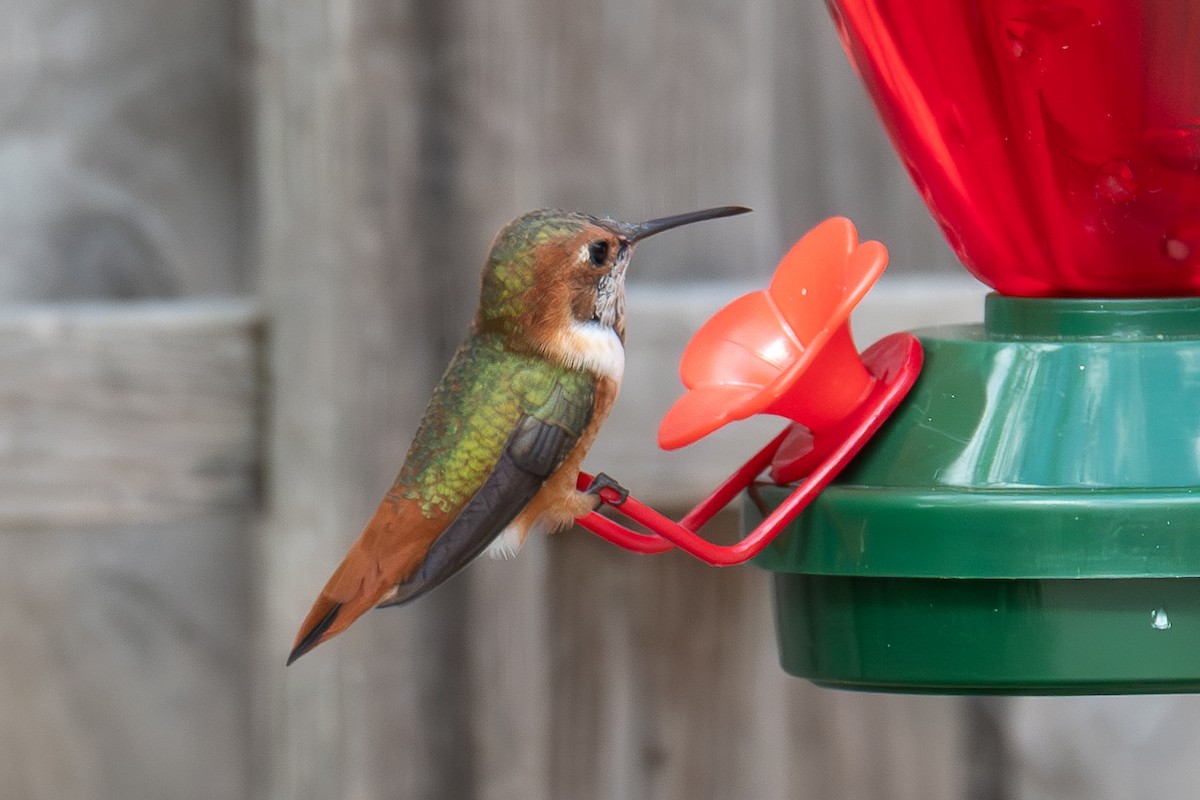 Allen's Hummingbird - ML615142811