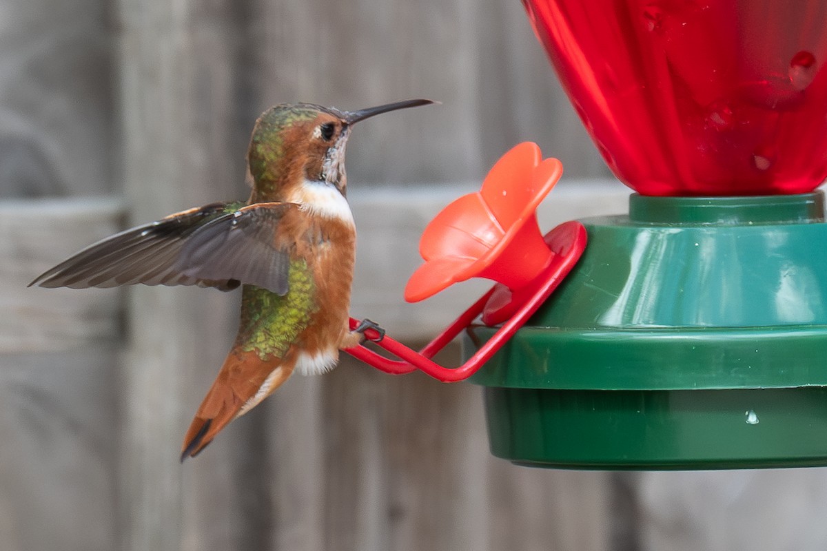 Allen's Hummingbird - ML615142821