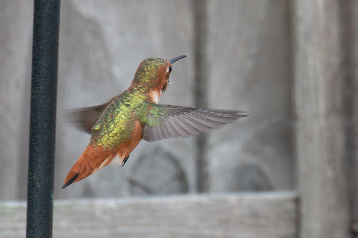 Colibrí de Allen - ML615142830