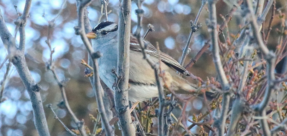 White-crowned Sparrow - robert bowker