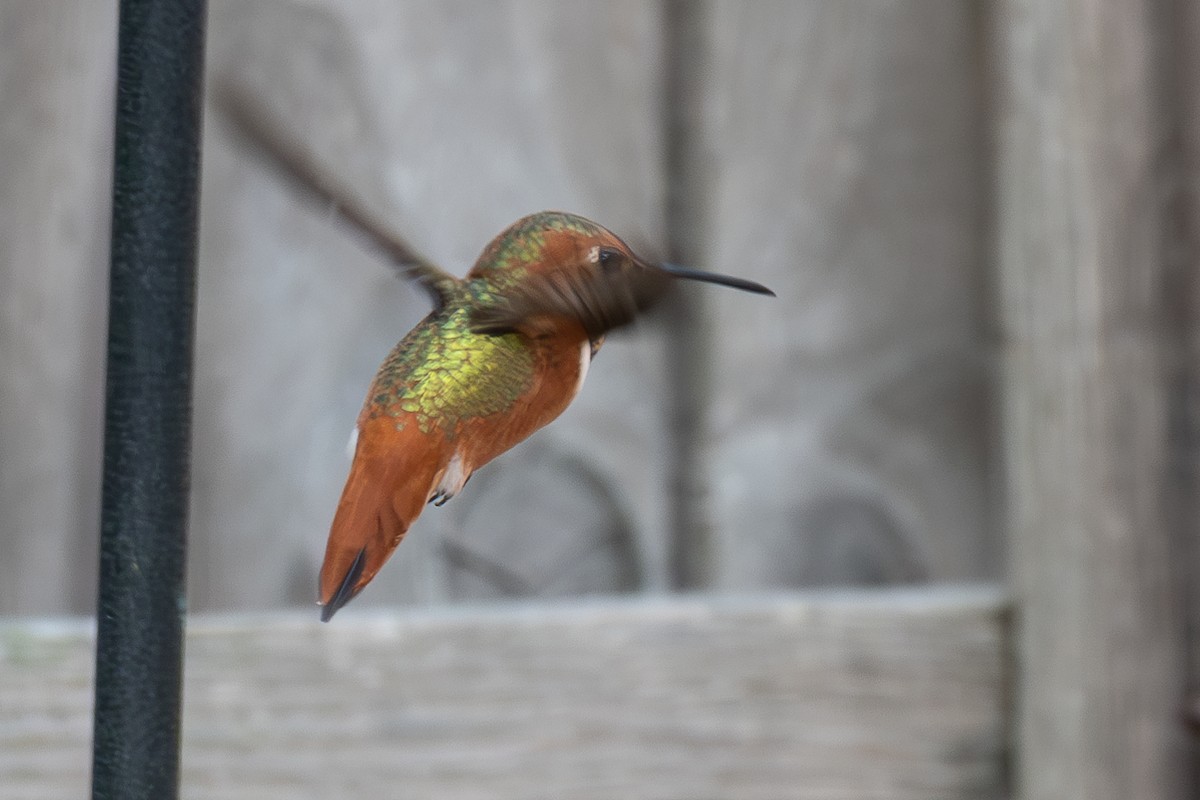 Colibrí de Allen - ML615142854