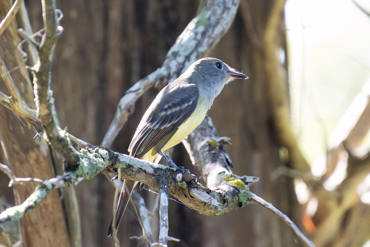 Great Crested Flycatcher - ML615142863