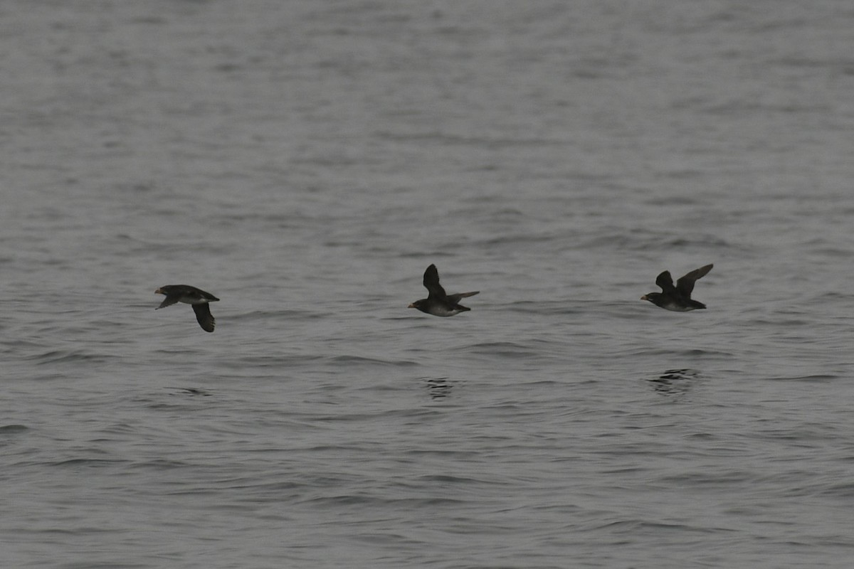 Rhinoceros Auklet - ML615142932