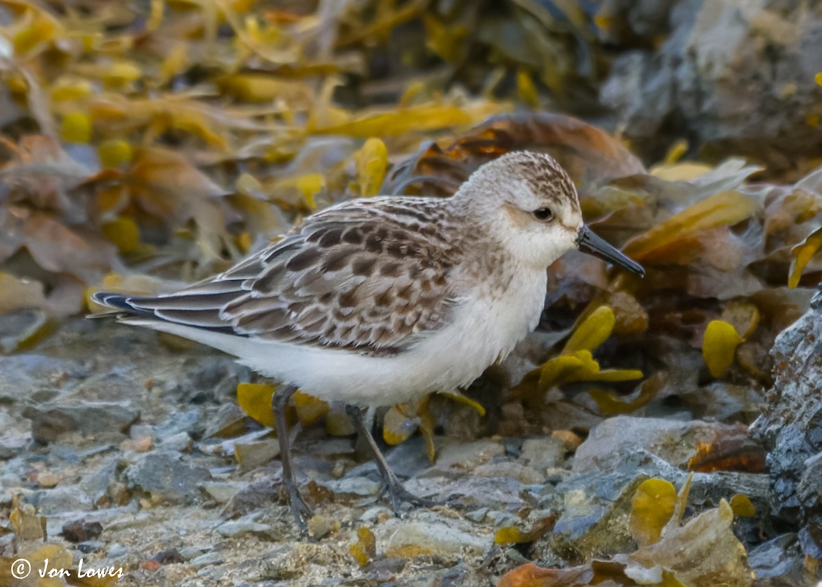 Semipalmated Sandpiper - ML615143003