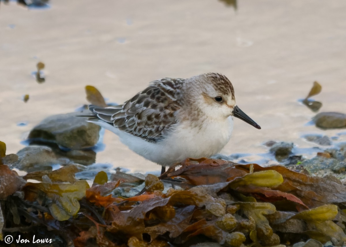 Semipalmated Sandpiper - ML615143013