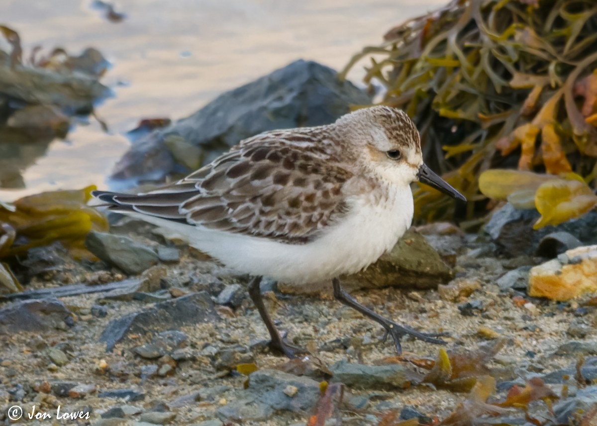 Semipalmated Sandpiper - ML615143017