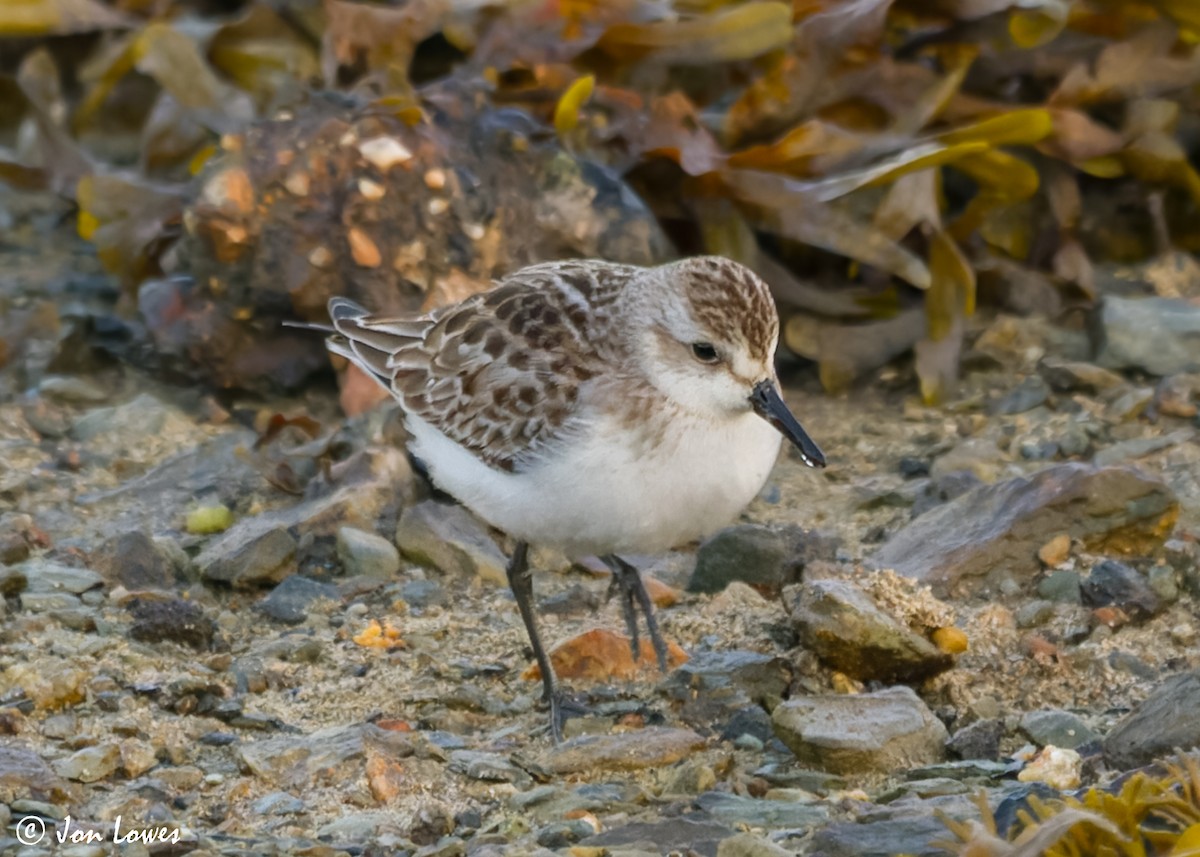 Semipalmated Sandpiper - ML615143019