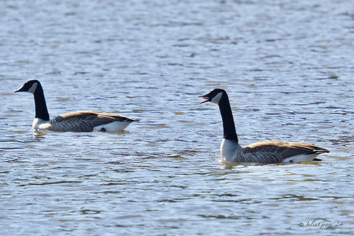 Kanadagans - ML615143050