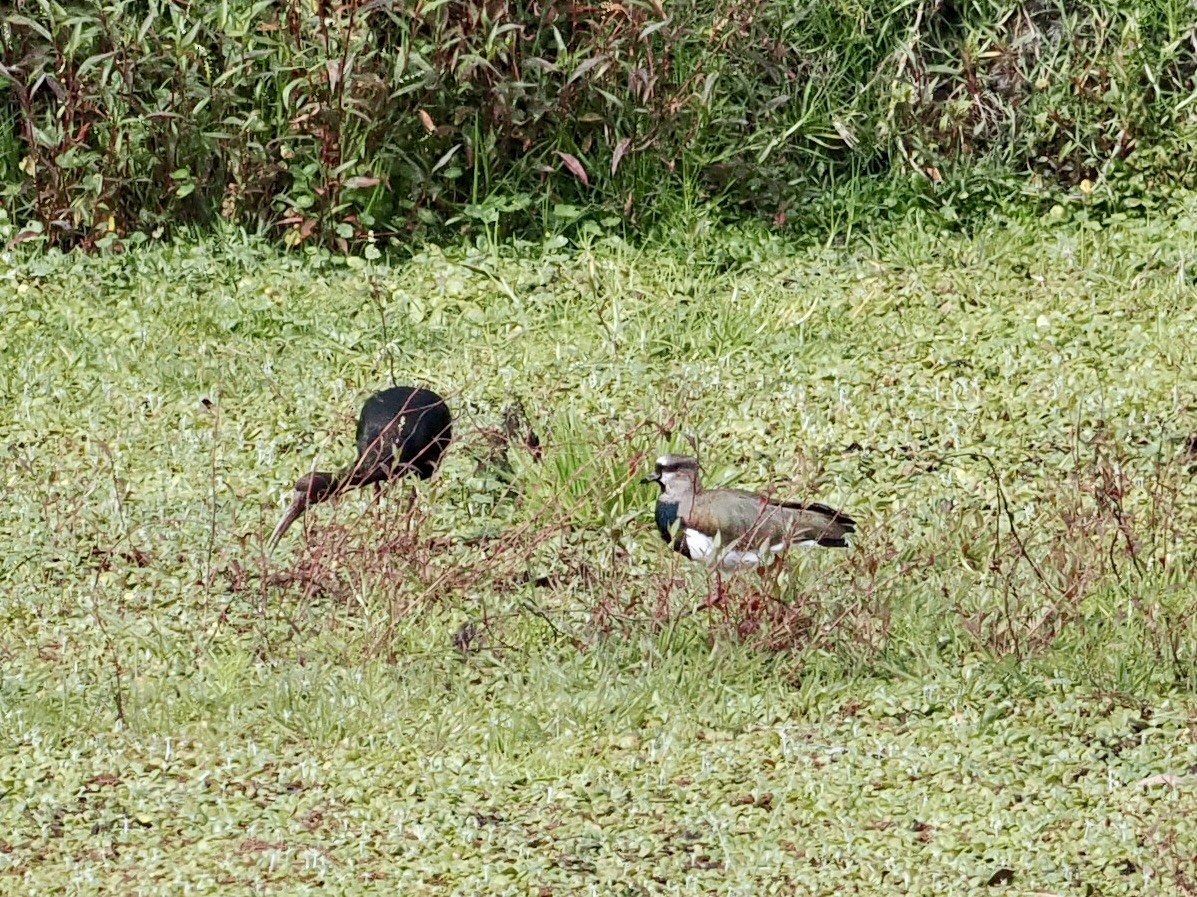 Southern Lapwing - ML615143053