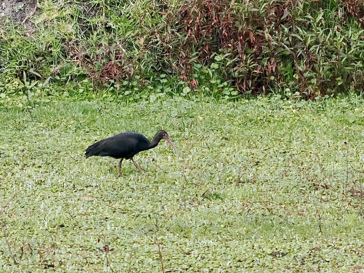 Bare-faced Ibis - ML615143057