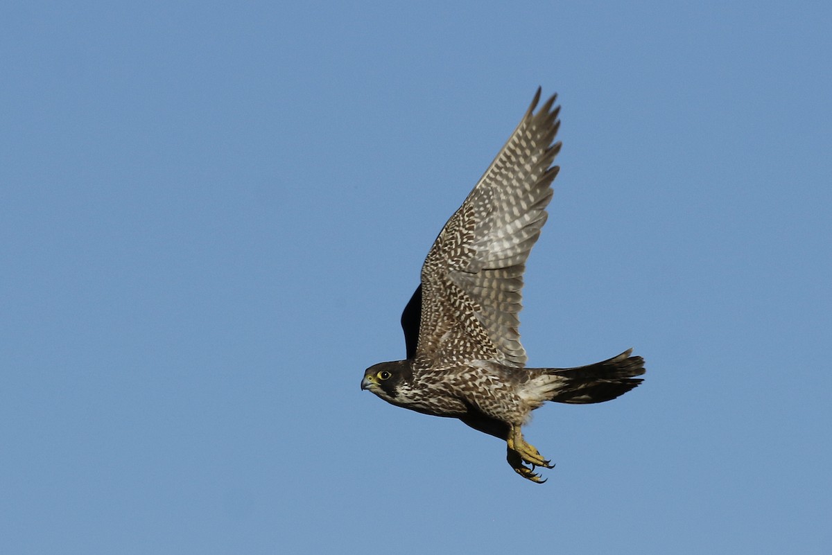 Peregrine Falcon - ML615143063