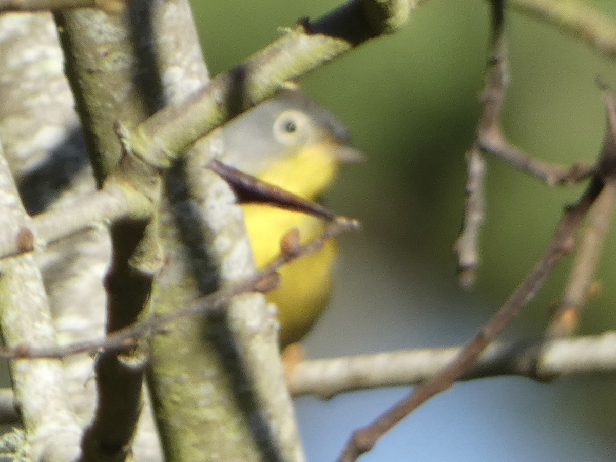 Nashville Warbler - Marty Freeland