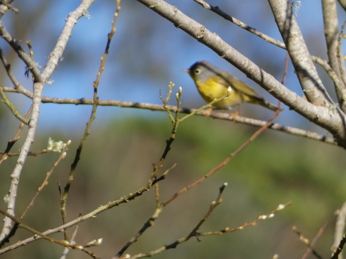 Nashville Warbler - Marty Freeland