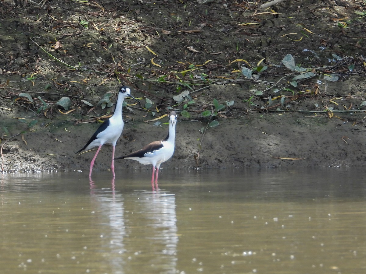 Black-necked Stilt - ML615143177