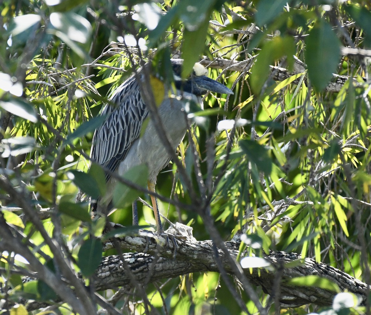 Yellow-crowned Night Heron - ML615143283