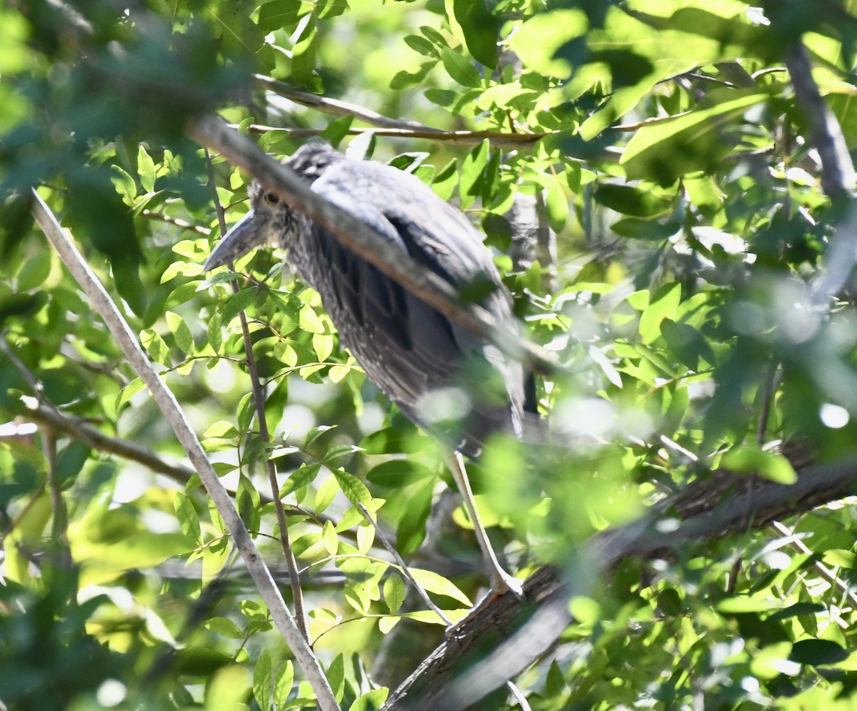 Yellow-crowned Night Heron - ML615143284