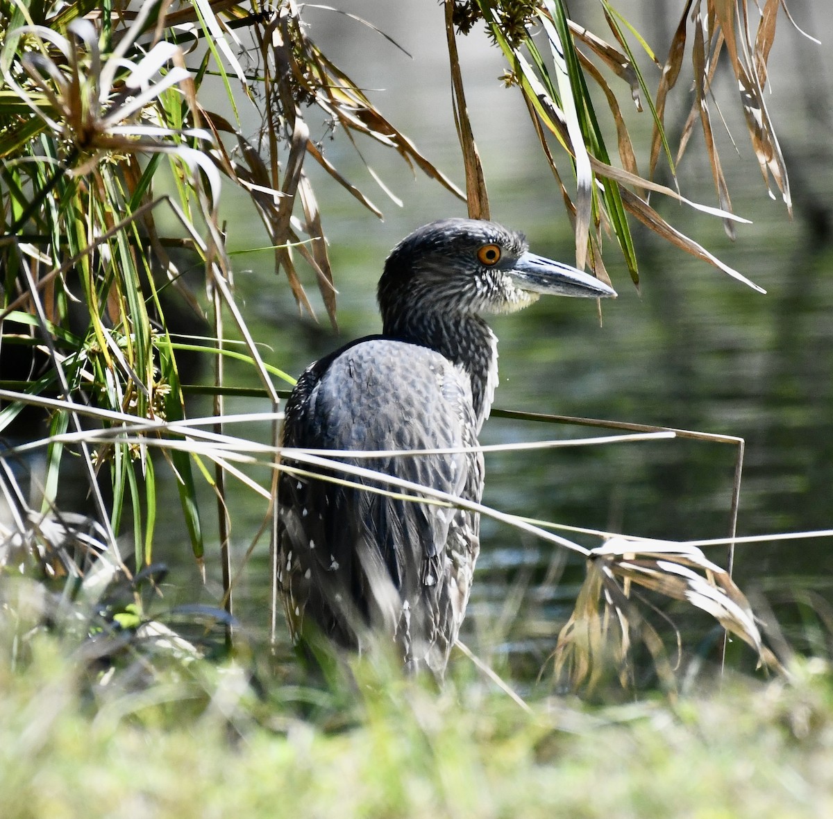 Yellow-crowned Night Heron - ML615143285